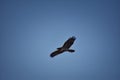 Adult Swainson`s hawk Buteo swainsoni large Buteo hawk of the Falconiformes. Colloquially known as the grasshopper hawk or locus