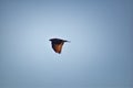 Adult Swainson`s hawk Buteo swainsoni large Buteo hawk of the Falconiformes. Colloquially known as the grasshopper hawk or locus