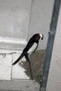 Adult Swallow removing fecal sac from nest.