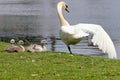 Adult Swan and Cygnets at a Pond