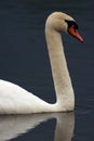 Adult Swan Headshot