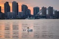 An adult swan with her baby swans floating on the surface of the Inner Harbour of Lake Ontario in front of high-rise buildings Royalty Free Stock Photo