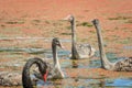 Black Swan Cygnets And Parents Royalty Free Stock Photo