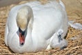 Adult swan nurturing cygnet