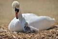 Adult swan nurturing cygnet Royalty Free Stock Photo