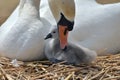 Adult swan nurturing cygnet Royalty Free Stock Photo