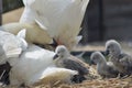 Adult swan nurturing cygnets, Abbotsbury Swannery Royalty Free Stock Photo