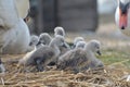 Adult swan nurturing cygnets, Abbotsbury Swannery Royalty Free Stock Photo