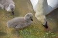 Adult swan nurturing cygnets, Abbotsbury Swannery Royalty Free Stock Photo