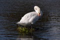 Adult swan posing on a Coots nest Royalty Free Stock Photo