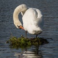 Adult swan preening itself on a Coots nest Royalty Free Stock Photo