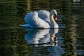 Adult swan with reflection in lake during winter Royalty Free Stock Photo