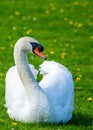 Adult Swan Spotted in Dublin, Ireland