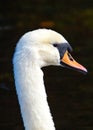Adult Swan Spotted in Dublin, Ireland