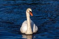 Adult Swan Spotted in Dublin, Ireland