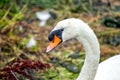 Adult Swan Spotted in Dublin, Ireland