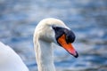 Adult Swan Spotted in Dublin, Ireland