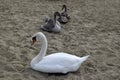 An adult swan is white and two young swans are grey Royalty Free Stock Photo