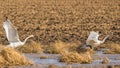 Tundra Swans running and splashing in takeoff