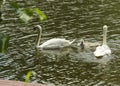 Adult swans and cubs swim in a pond 2