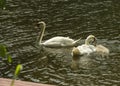 Adult swans and cubs swim in a pond