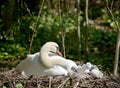 Adult swans and cygnets, Swannery at Abbotsbury
