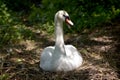 Adult swans and cygnets, Swannery at Abbotsbury