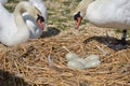 Adult swans and cygnets, Swannery at Abbotsbury