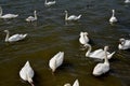 Adult swans and cygnets, Swannery at Abbotsbury