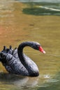 Adult swans in a pond