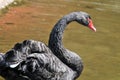 Adult swans in a pond