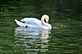 Adult swans in a pond