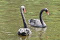 Adult swans in a pond