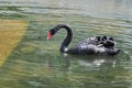 Adult swans in a pond