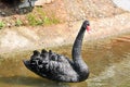 Adult swans in a pond