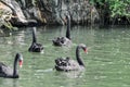 Adult swans in a pond