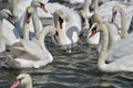 Adult swans surround lone cygnet, Abbotsbury Swannery