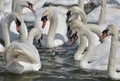 Adult swans surround lone cygnet, Abbotsbury Swannery