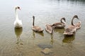 Adult swans and swan children on the river, happy bird family Royalty Free Stock Photo