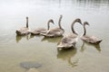 Adult swans and swan children on the river, happy bird family