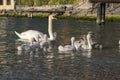 Adult swans and swan children on Lago di Garda lake, Italy Royalty Free Stock Photo