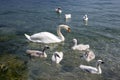 Adult swans and swan children on Lago di Garda lake, Italy, happy bird family Royalty Free Stock Photo