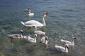Adult swans and swan children on Lago di Garda lake, Italy, happy bird family Royalty Free Stock Photo