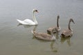 Adult swans and swan children on the river, happy bird family Royalty Free Stock Photo
