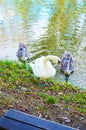 Adult swans with their puppies