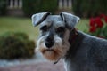 Adult, sweet dog- miniature schnauzer in a garden on green grass Royalty Free Stock Photo