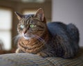 Adult tabby cat relaxing on chair