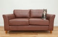 Adult tabby cat sitting on brown leather sofa