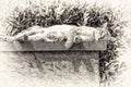 An adult tabby cat sleeping with sunbathing on a low wall