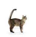 Adult tabby cat on white